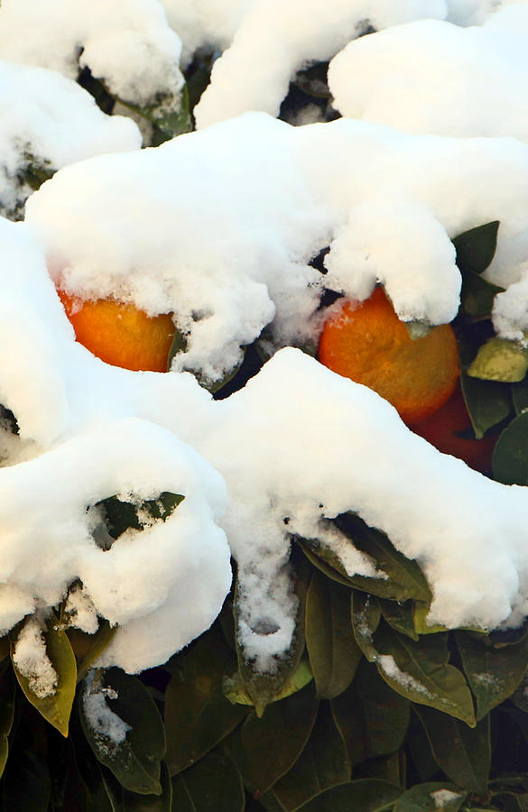 Fruits and Snow Photograph by Munir Alawi