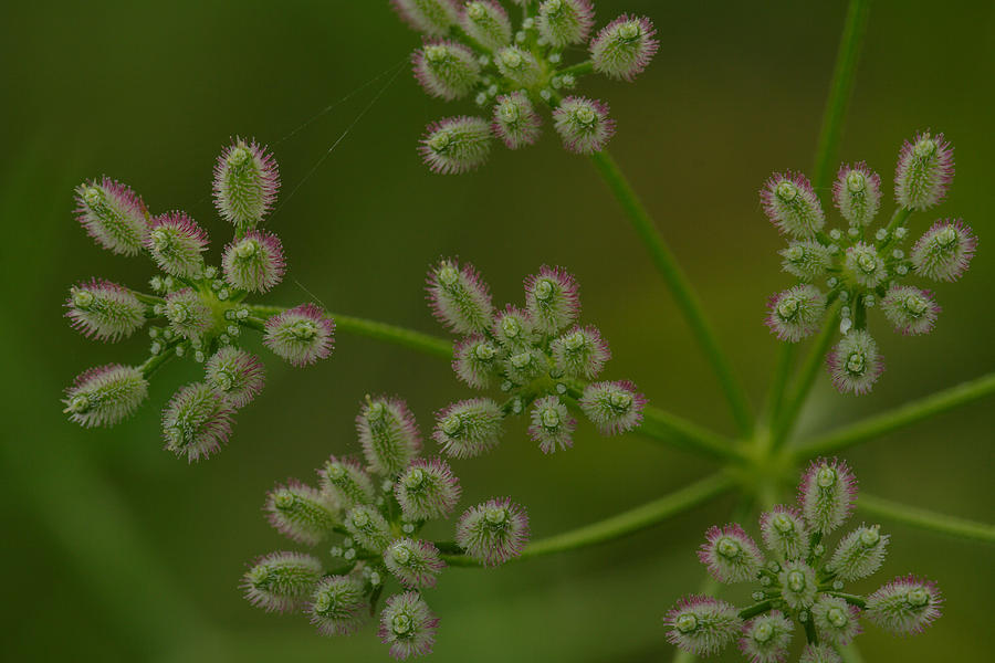 Fruits Of Field Hedge Parsley Photograph by Daniel Reed