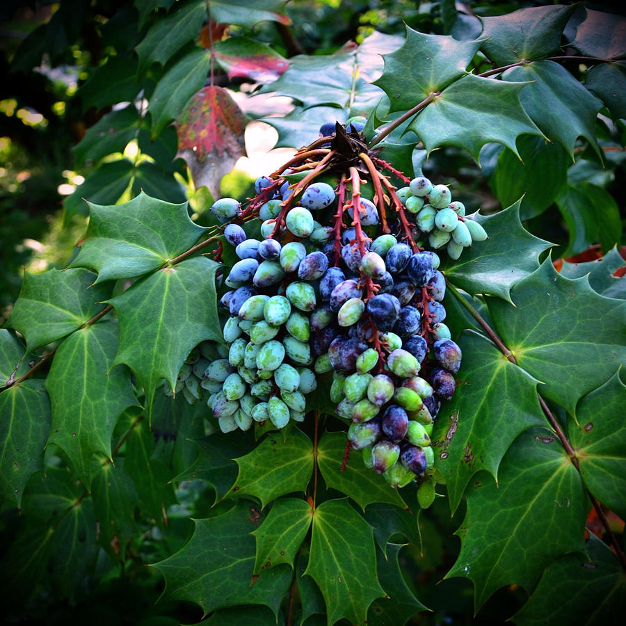 Fruits of the Vine Photograph by Natasha Marco