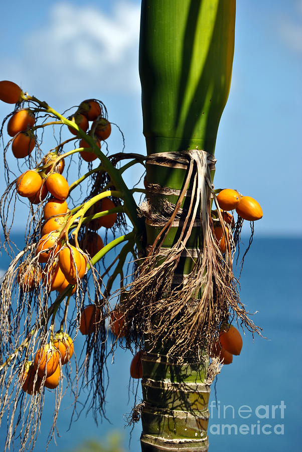 Fruity palm tree Photograph by PatriZio M Busnel
