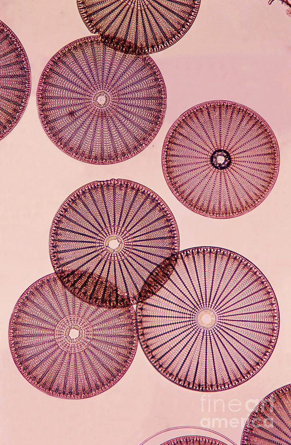 Pattern Photograph - Frustules Of Diatoms by De Agostini Picture Library