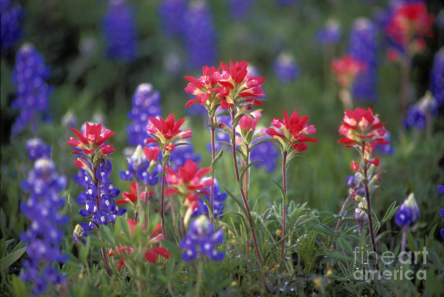Texas Wildflowers - Fs000926 Photograph