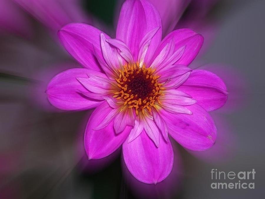 Fuchsia Anemone Photograph by Joan-Violet Stretch