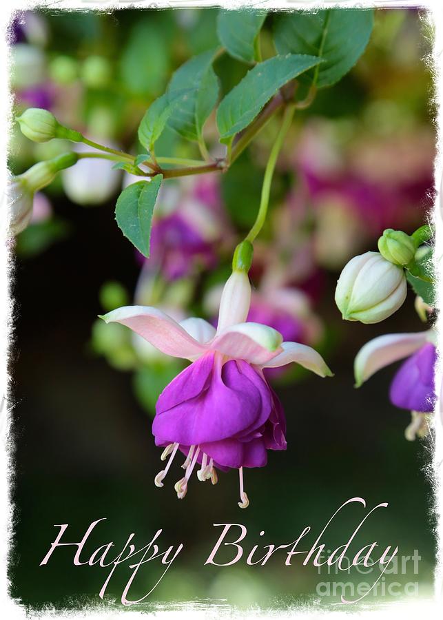 Fuchsia Birthday Card Photograph by Carol Groenen