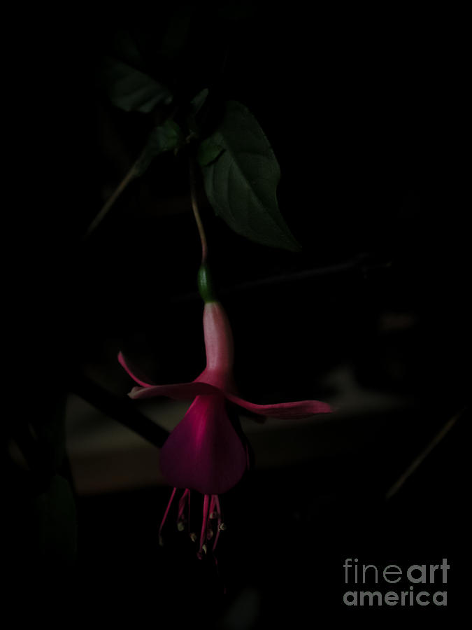 Fuchsia Blossom Hanging Dark Photograph by Kathi Shotwell