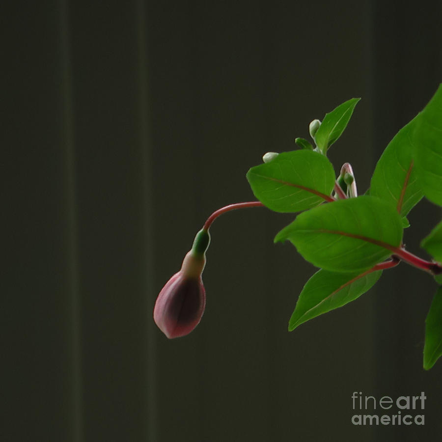 Fuchsia Bud Photograph by Kathi Shotwell