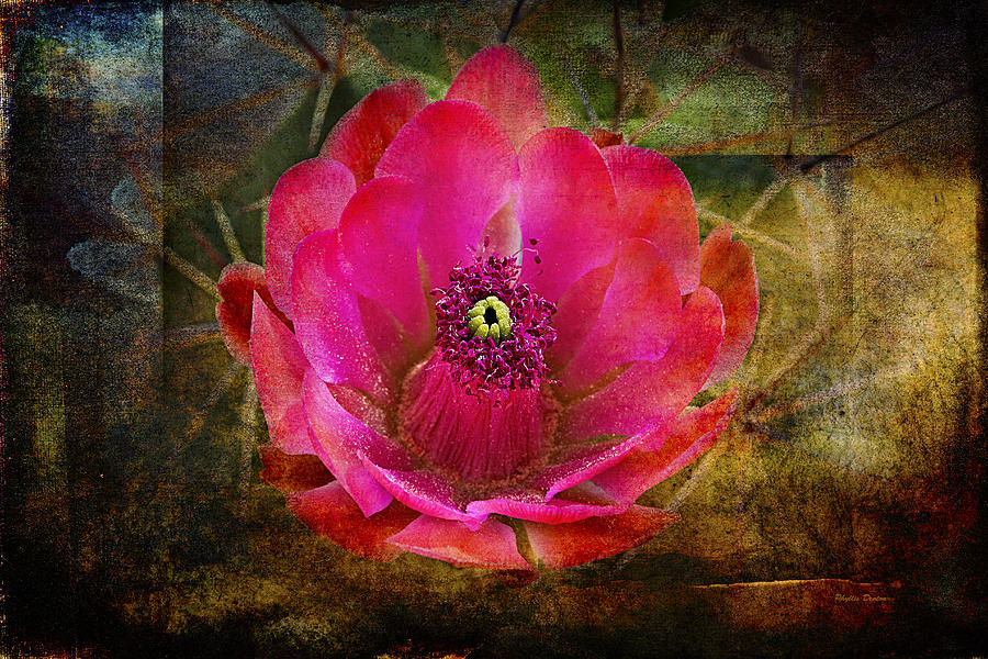 Fuchsia Cactus Flower Detail Photograph by Phyllis Denton