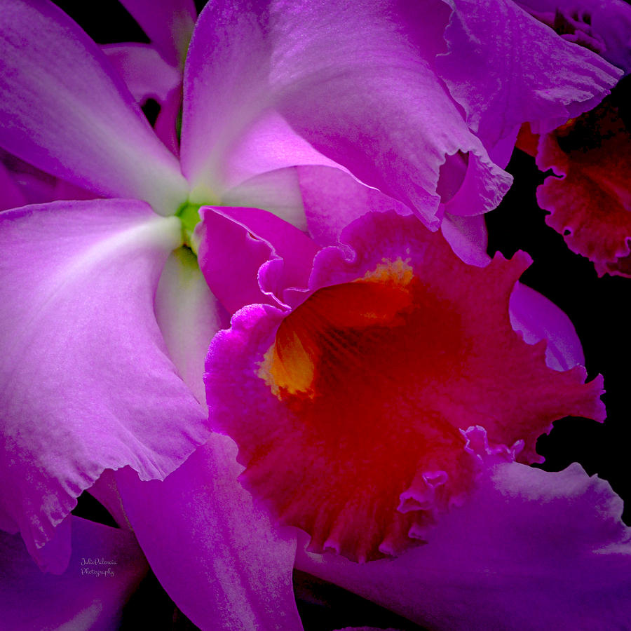 Orchid Photograph - Fuchsia Cattleya Orchid Squared by Julie Palencia