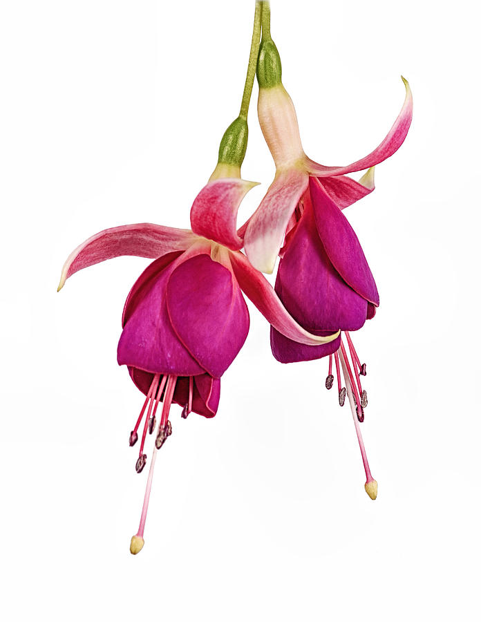 Floral Photograph - Fuchsia Duo by Jan Hagan
