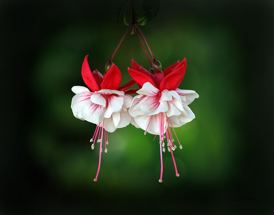 Fuchsia Flowers 2 Photograph by Ernest Echols