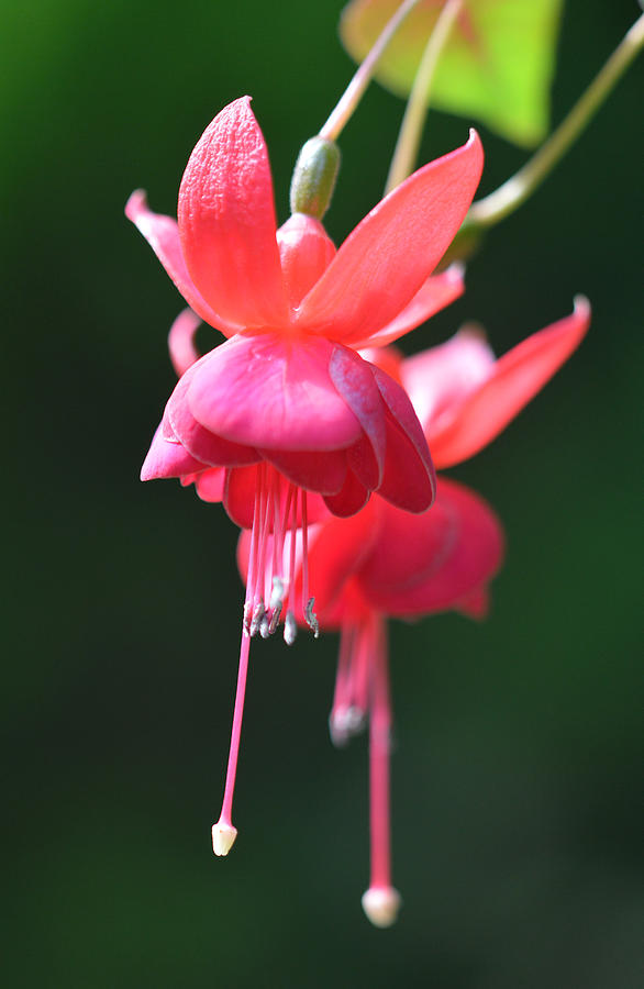 Fuchsia Flowers Photograph by David Clode