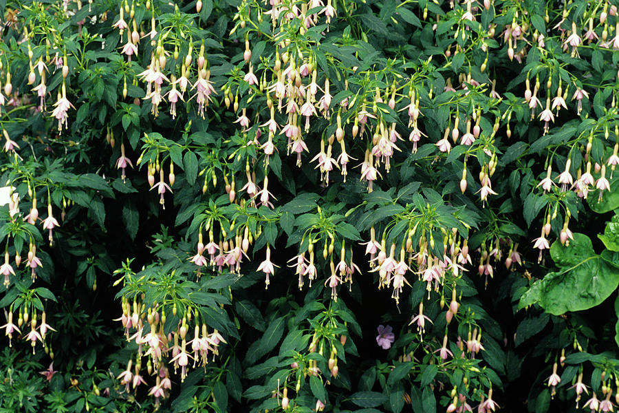 Fuchsia Flowers Photograph by Duncan Smith/science Photo Library