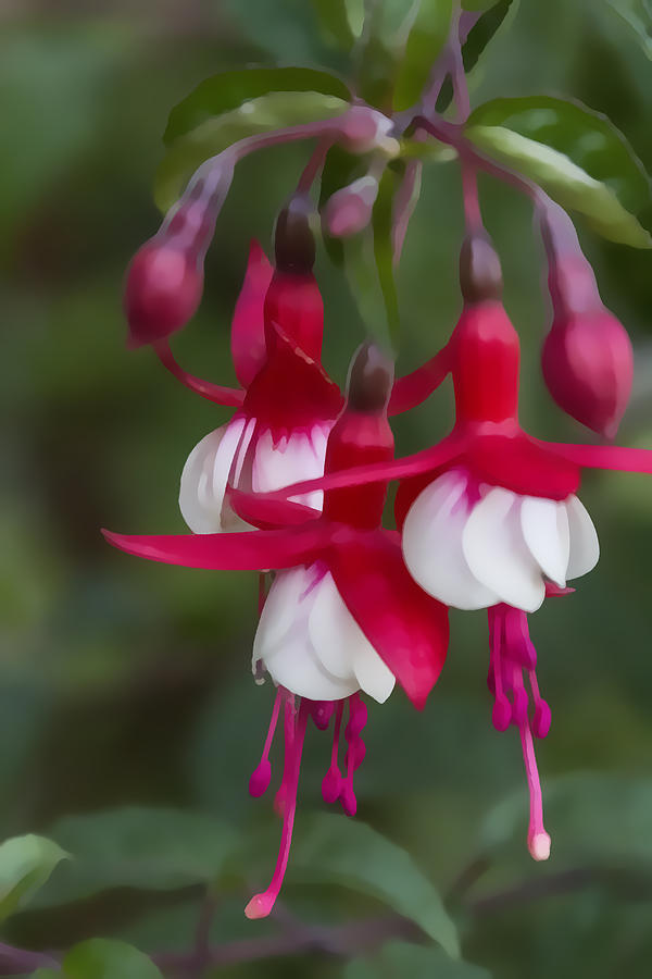 Fuchsia Flowers Digital Art by Photographic Art by Russel Ray Photos