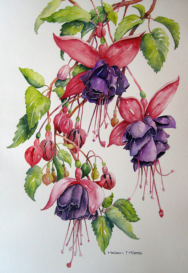 Fuchsia Frolic Painting by Helen Miles | Fine Art America