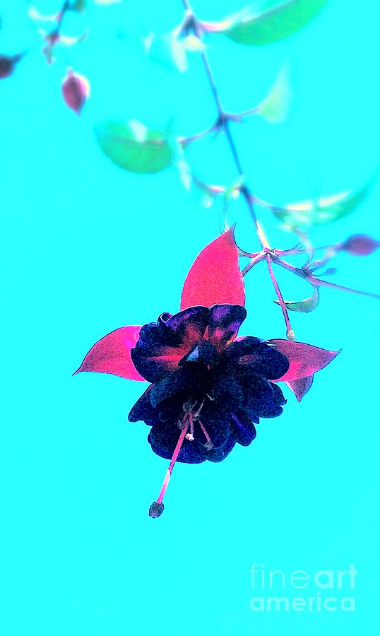 Fuchsia Photograph by Jacqueline McReynolds
