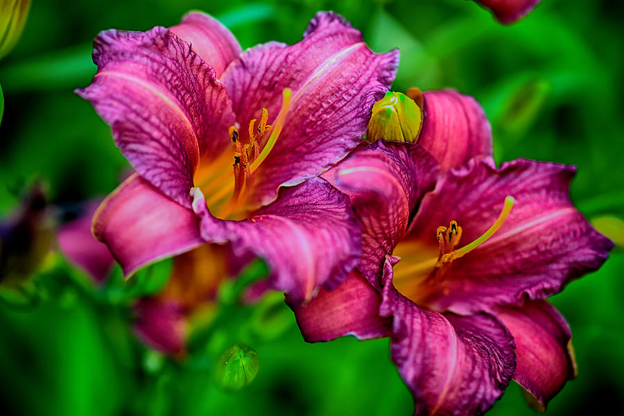 Fuchsia Lilies Photograph by Sennie Pierson