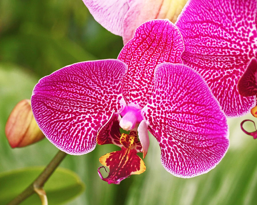 Orchid Photograph - Fuchsia Moth Orchid by Rona Black