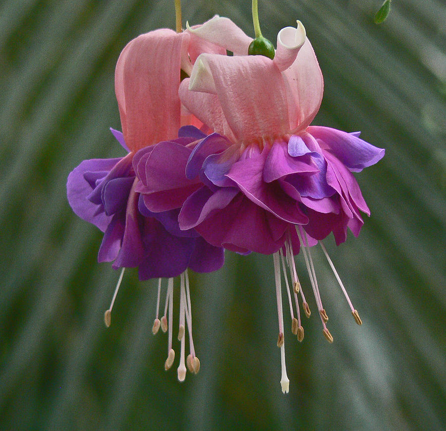 Fuchsia Pair Photograph by Margaret Saheed
