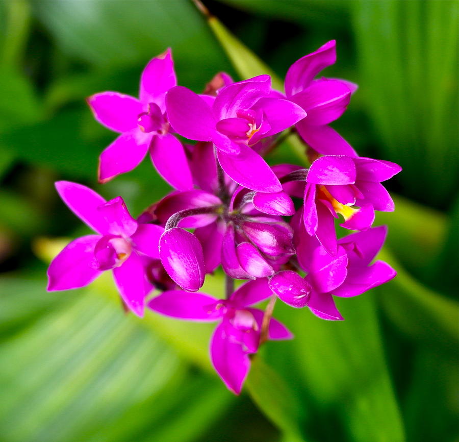 Fuchsia Philippine Ground Orchid Photograph by Michele Myers