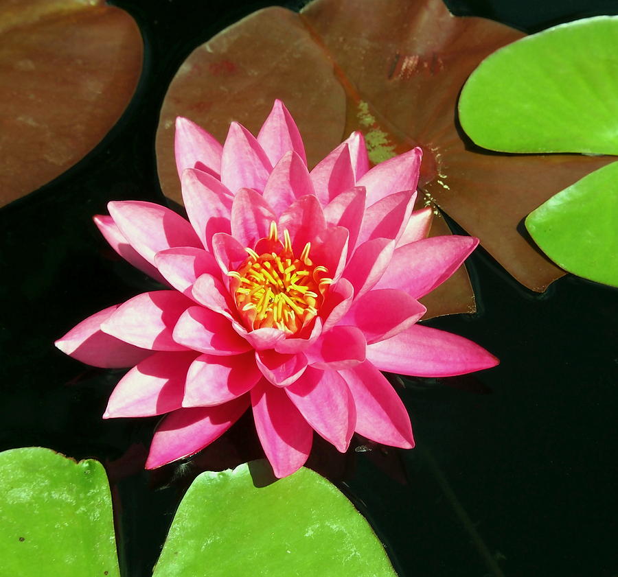 Fuchsia Pink Water Lilly Flower floating in Pond Photograph by Amy McDaniel