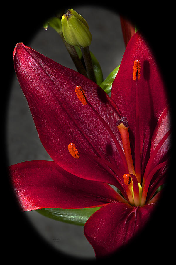 Fuchsia Red Lily Photograph by Phyllis Denton
