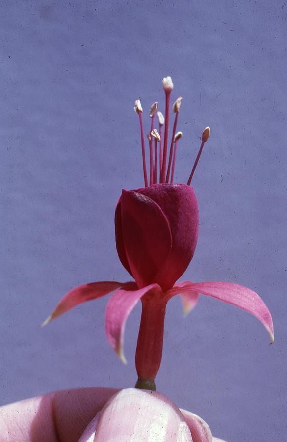 Fuchsia  Photograph by Retro Images Archive