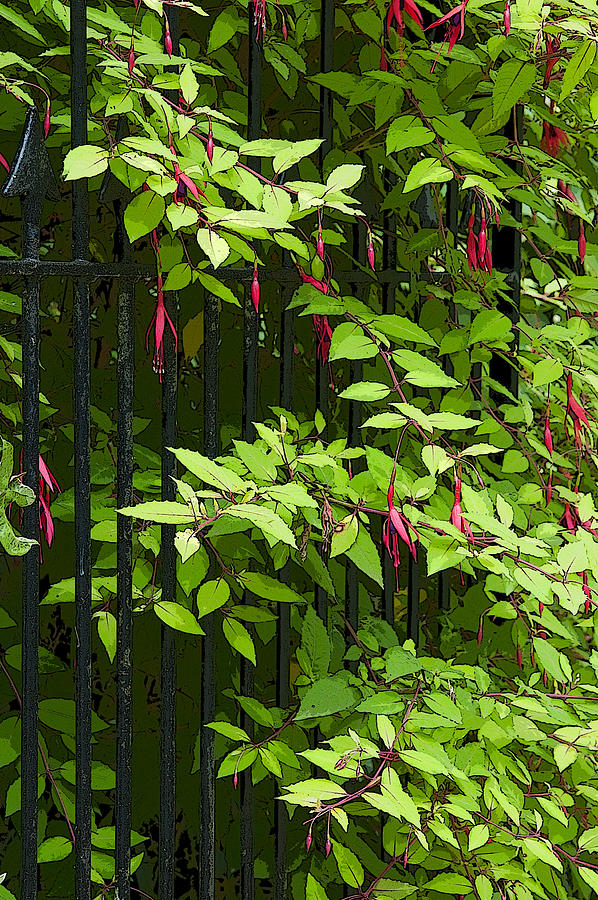 Fuchsia through a Gate. Photograph by Rob Huntley