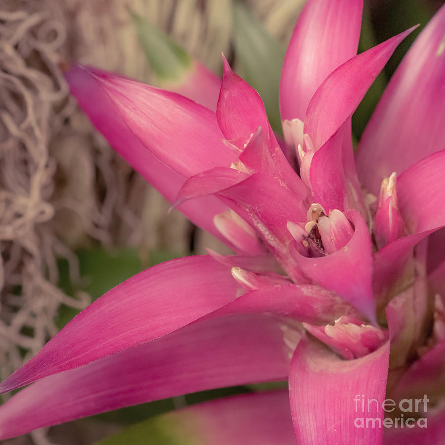 Flowers Still Life Photograph - Fuchsia Tropics by Lucid Mood