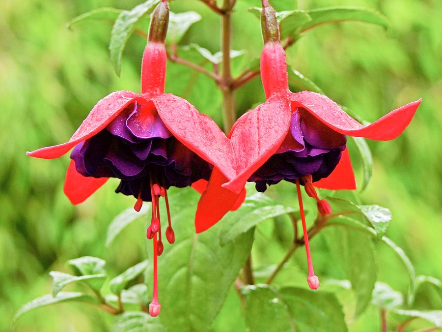 Fuchsia voodoo Photograph by Ian Gowland/science Photo Library