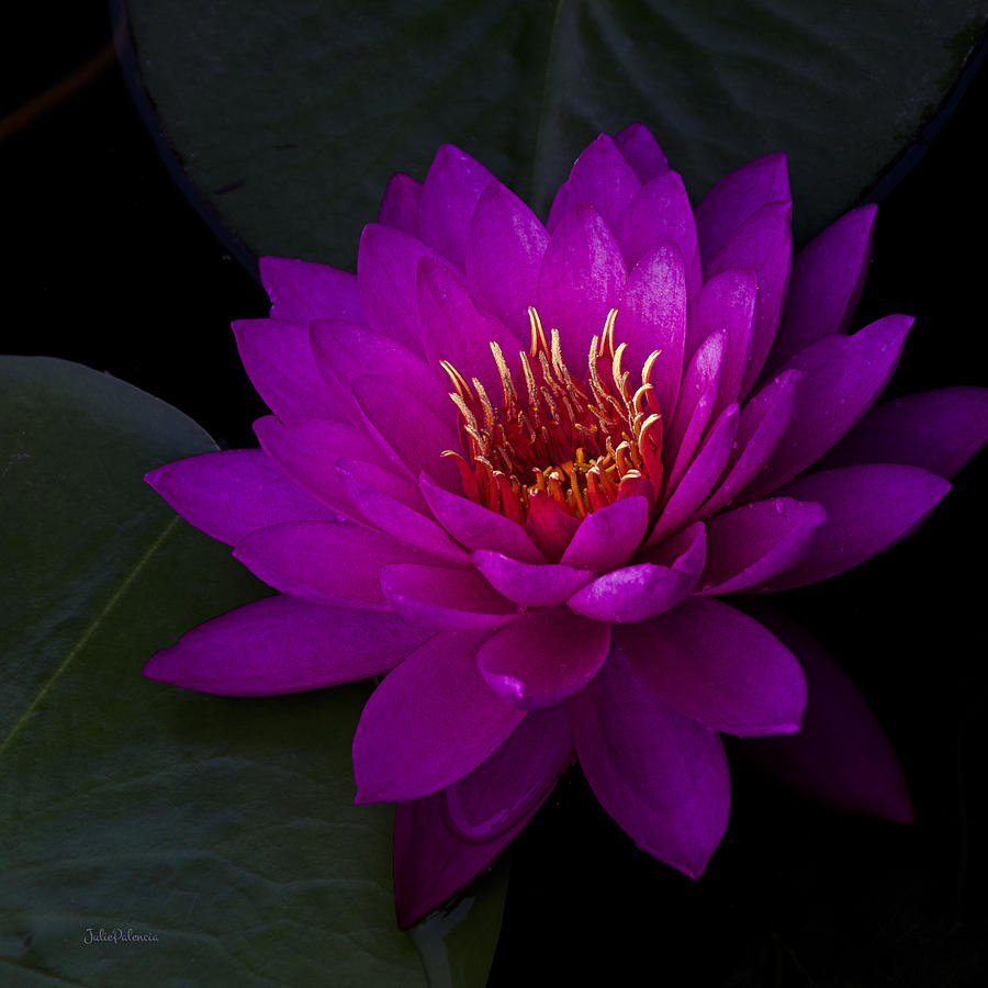 Fuchsia Water Lily Square Format Photograph by Julie Palencia