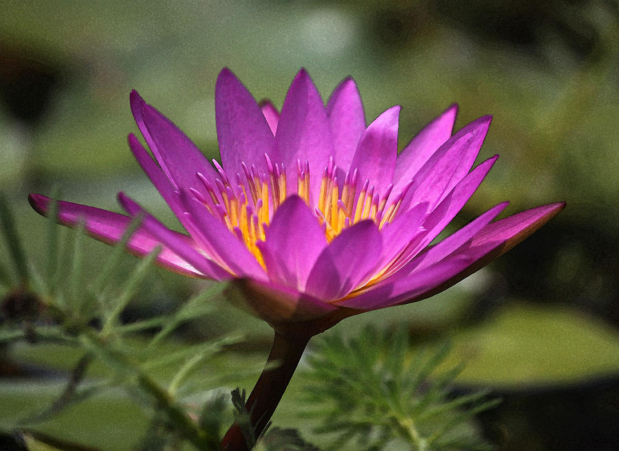 Fuchsia Water Lily Photograph by Suzanne Gaff