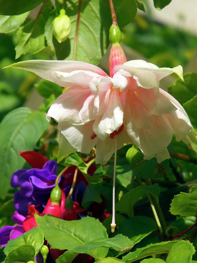 Фуксия white king фото