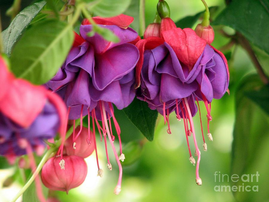 Fuchsias Photograph by Chris Anderson