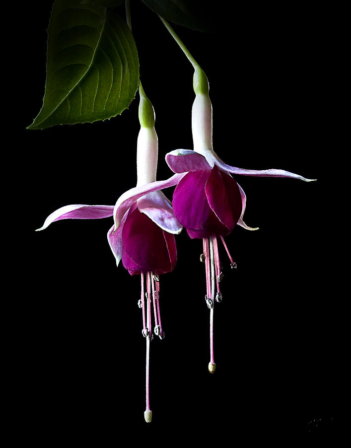 Flower Photograph - Fuchsias by Endre Balogh