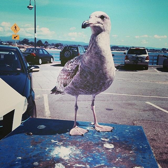 Vscocam Photograph - Fucking Seagull #ihatethesedamnbirds by Arlen Tashiro