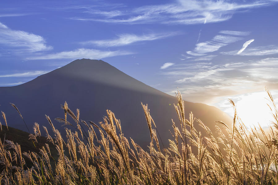 Fuji And Pampas Grass Photograph by Hiroshi Naito