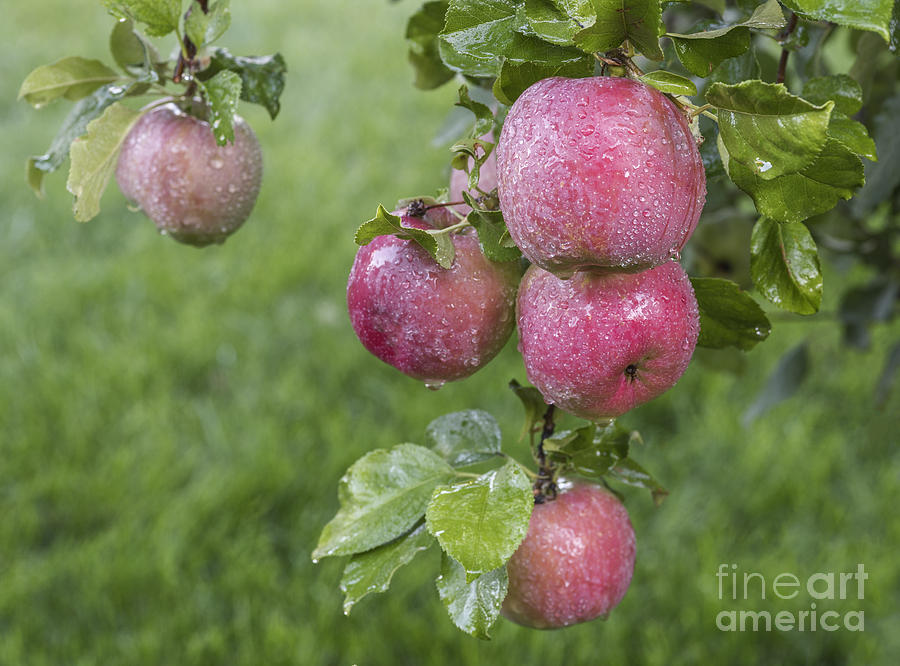 Nature Photograph - Fuji apples ready to be picked by Vishwanath Bhat