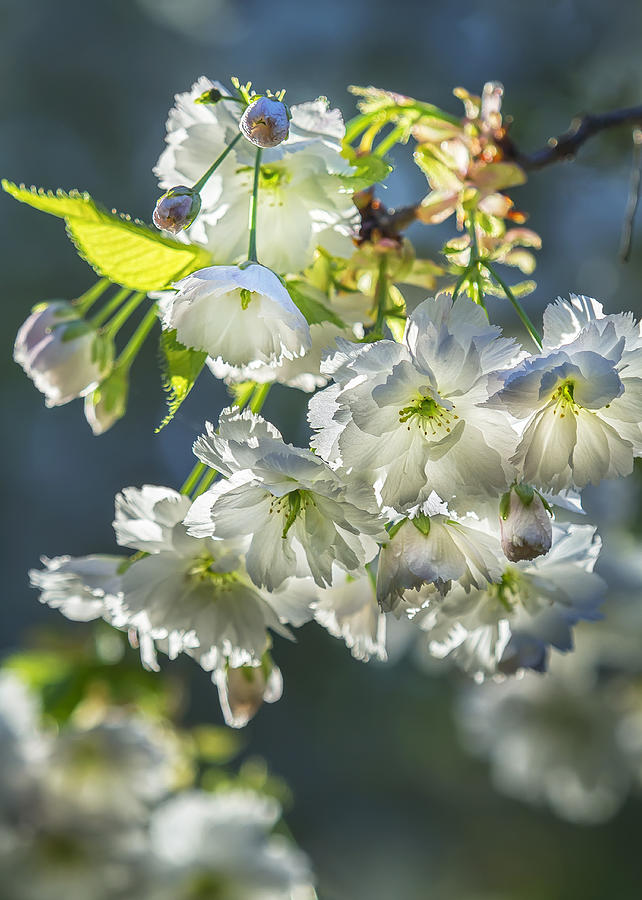 Fuji Cherry Blossom Photograph by Belinda Greb