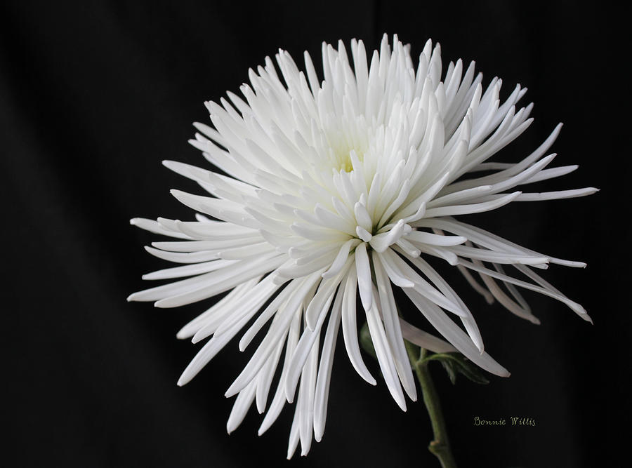 Flowers Still Life Photograph - Fuji Mum by Bonnie Willis