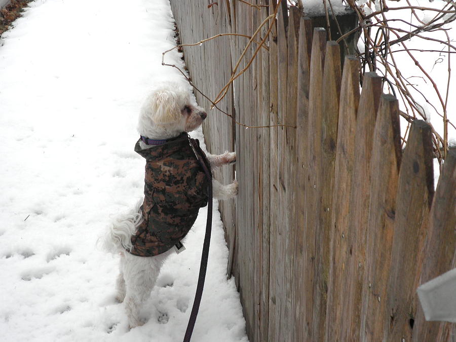 Snow Photograph - Fuji Waiting For His Buddies by Kate Gallagher