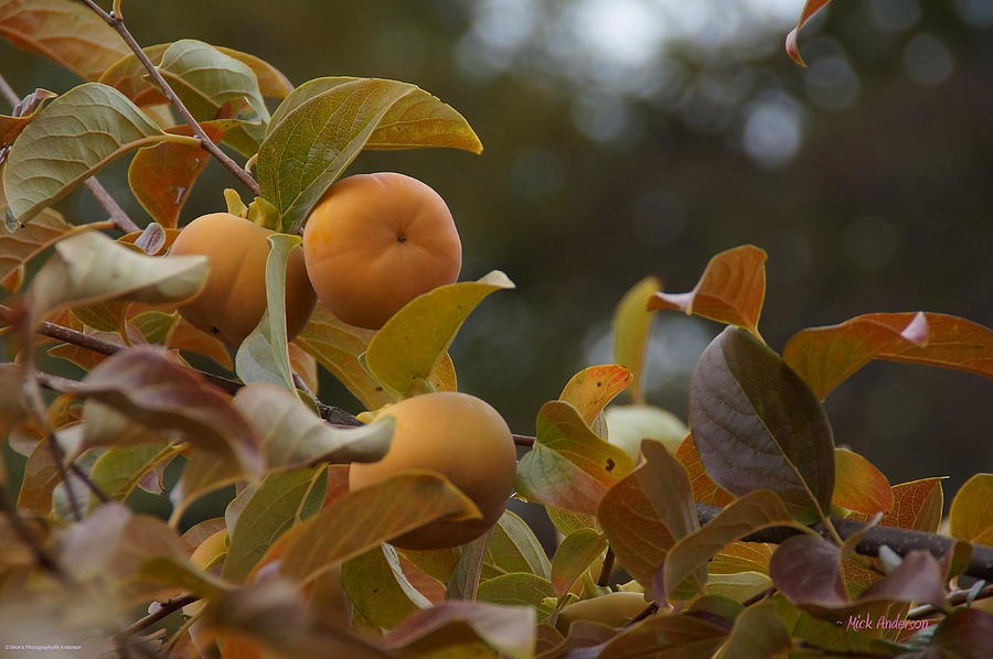 Fuju Persimmons in the Tree Photograph by Mick Anderson