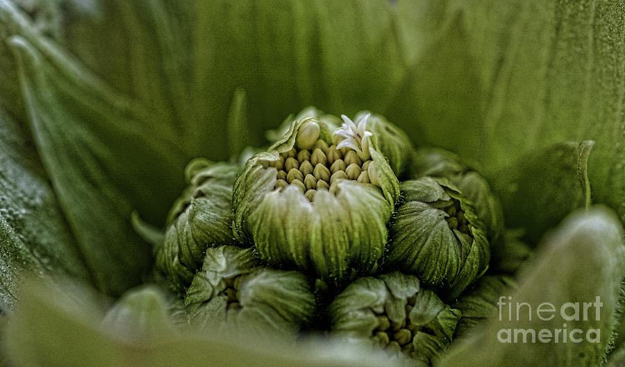 Fuki Bog Rhubarb Photograph by Henry Kowalski