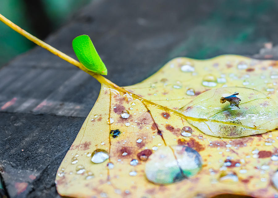 Fulgoroidea On A Leaf Photograph by Travelers Pics