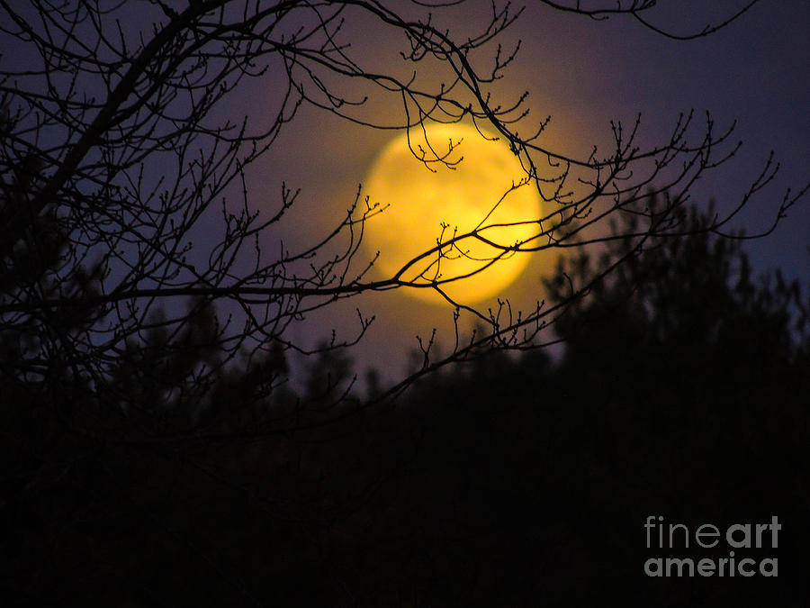 Full Beaver Moon Photograph by Mim White