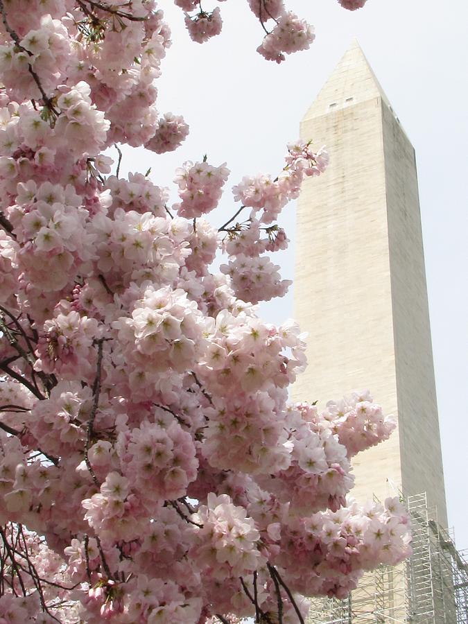 Full Bloom in DC Photograph by Jennifer Wheatley Wolf