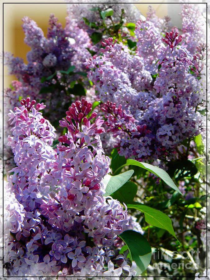 Full bloom Lilacs Photograph by Michelle Frizzell-Thompson