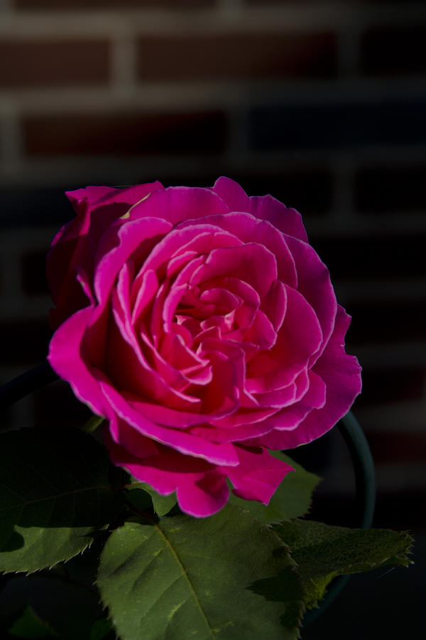 Flower Photograph - Full Bloom Morning Rose by Joe Gartner