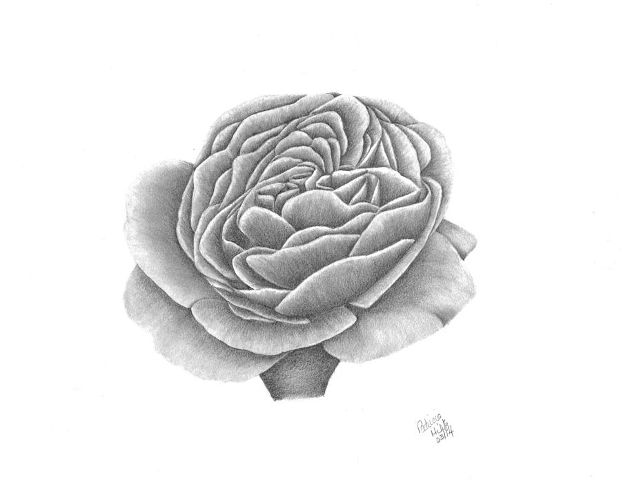 Rose Drawing - Full Bloom by Patricia Hiltz