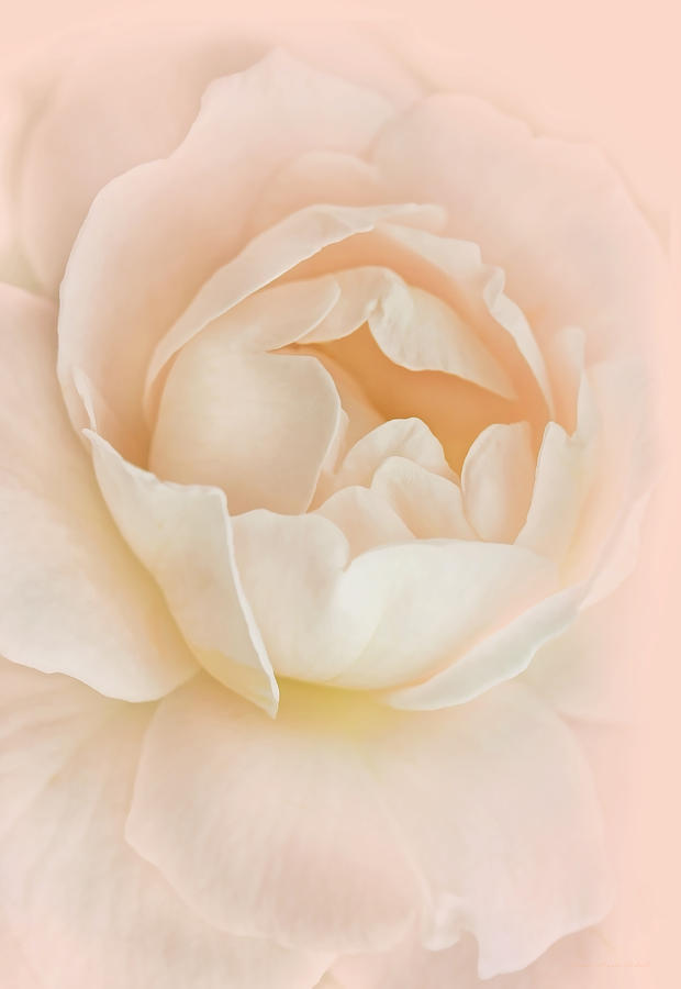 Full Bloom Peach Rose Flower Photograph by Jennie Marie Schell
