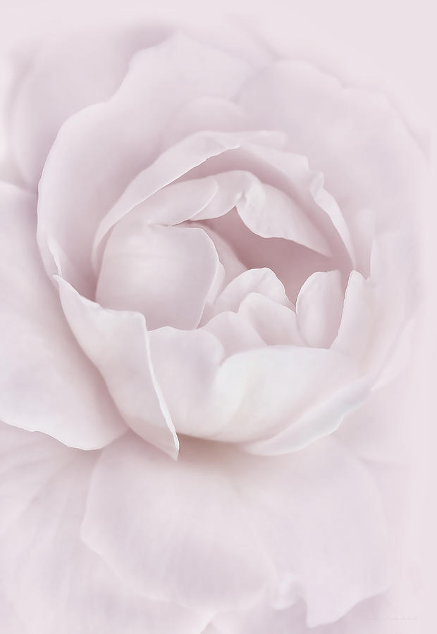 Full Bloom Plum Rose Flower Photograph by Jennie Marie Schell